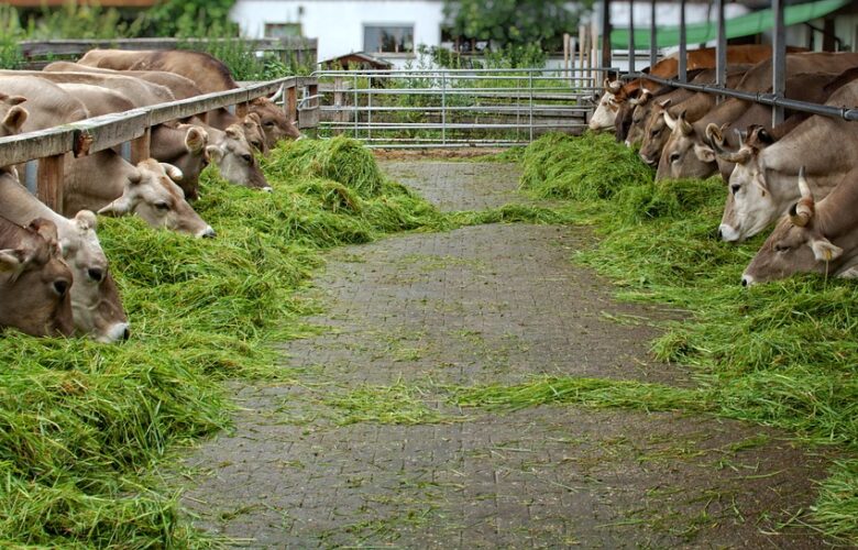 Alat Pengolah Pakan Ternak
