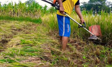 mesin pemotong padi sawah