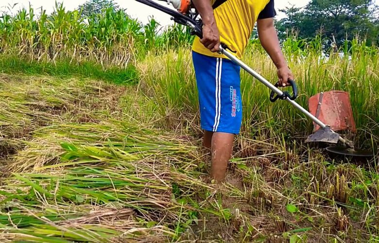mesin pemotong padi sawah