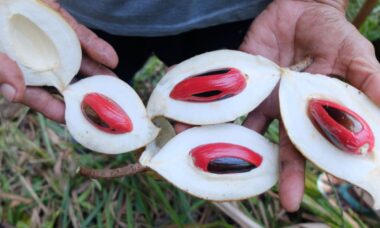 Cara pengolahan buah pala