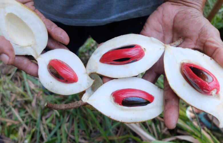 Cara pengolahan buah pala