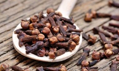 bisnis pengering cengkeh dengan teknologi
