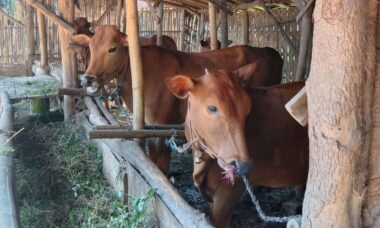 Cara memulai bisnis peternakan sapi