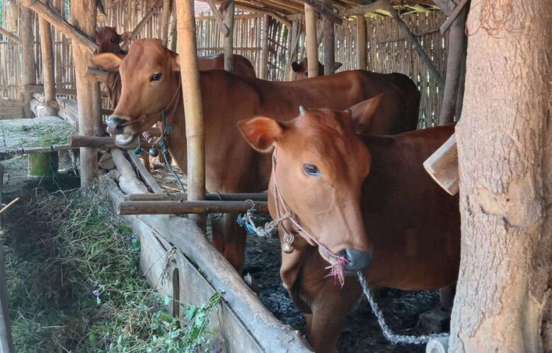 Cara memulai bisnis peternakan sapi