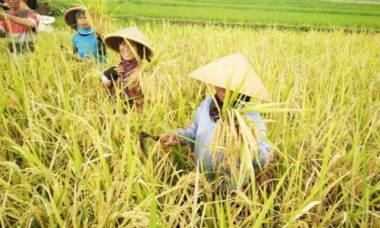 Manfaat padi bagi petani
