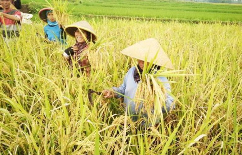 Manfaat padi bagi petani