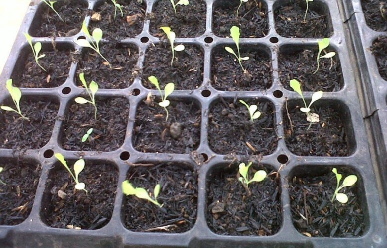 Charcoal as Plant Fertilizer