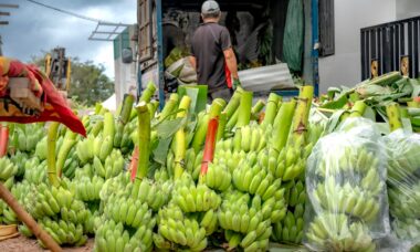 resep keripik batang pisang muda