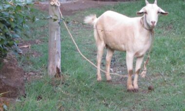 Rumput Paling Bagus untuk Kambing Kurban