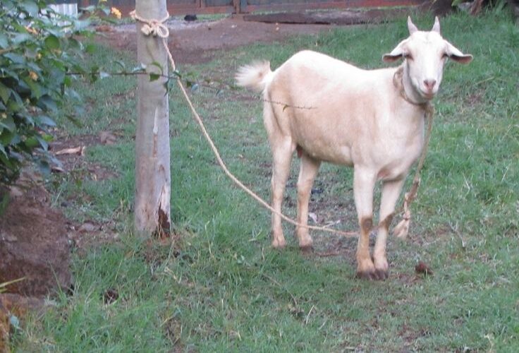 Rumput Paling Bagus untuk Kambing Kurban