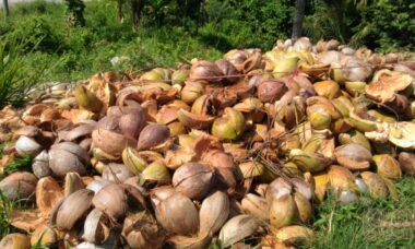 Pemanfaatan Sabut Kelapa untuk Bangunan Hijau