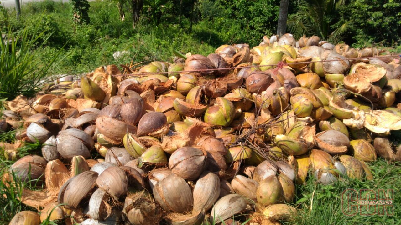 Pemanfaatan Sabut Kelapa untuk Bangunan Hijau