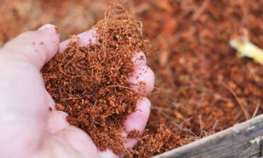 Teknik Pembuatan Cocopeat dari Sabut