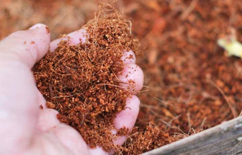 Teknik Pembuatan Cocopeat dari Sabut