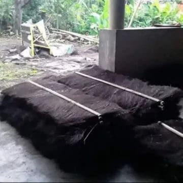 rahasia membersihkan ijuk