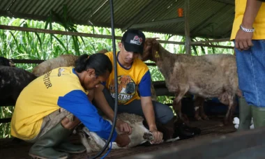 pencegahan penyakit pada kambing