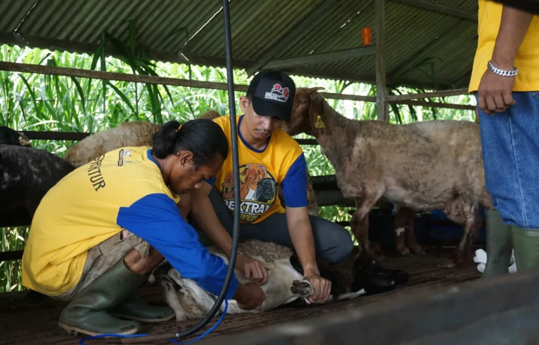pencegahan penyakit pada kambing