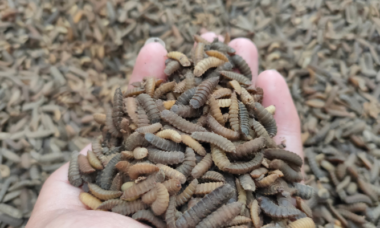 Tips Mengeringkan Maggot Agar Awet