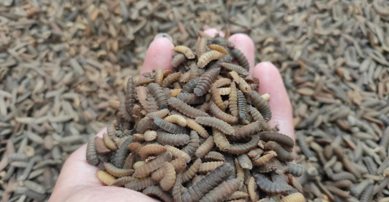 Tips Mengeringkan Maggot Agar Awet