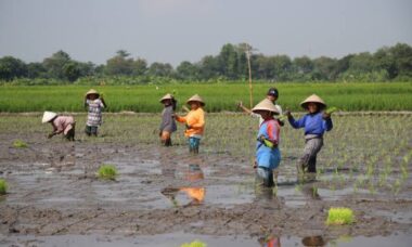 persiapan lahan tanam padi