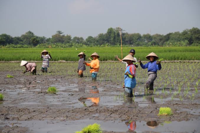 persiapan lahan tanam padi
