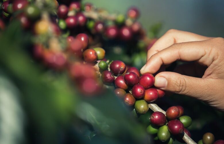 buah kopi matang