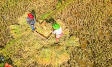 pengolahan gabah dekat sawah