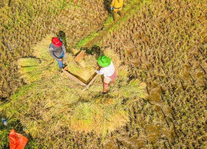 pengolahan gabah dekat sawah