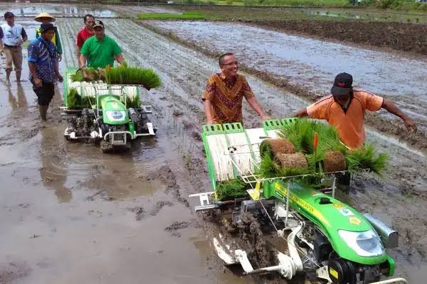 Cara Mengatasi Keterlambatan Tanam Padi