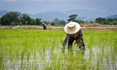 Kendala Tenaga Kerja Pertanian Padi