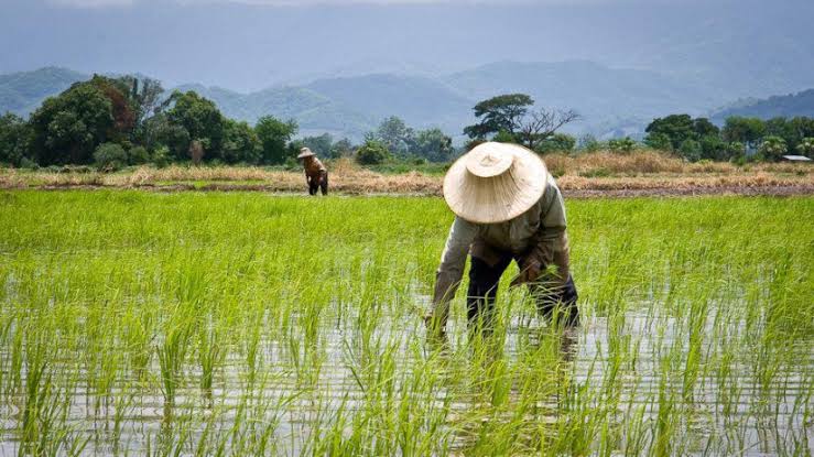 Kendala Tenaga Kerja Pertanian Padi