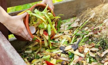 cara mengolah sampah organik rumah tangga