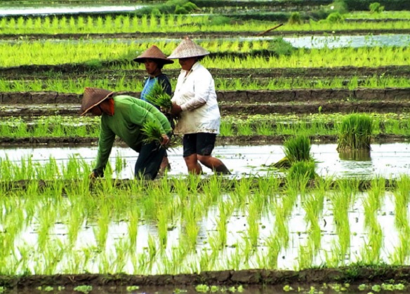 ruang tumbuh padi