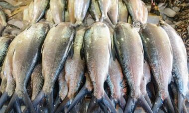 ikan kebutuhan gizi