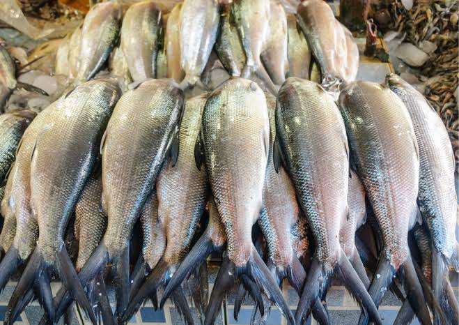 ikan kebutuhan gizi