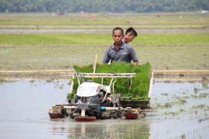 tenga kerja menanam padi