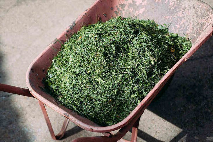 tips mengurangi sisa rumput dalam mesin