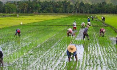 posisi bibit yang tepat saat ditanam