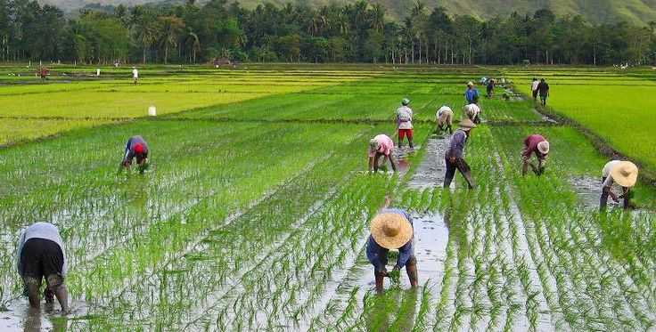 posisi bibit yang tepat saat ditanam