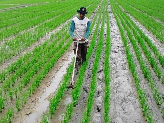 Cara menggunakan alat tanam padi yang benar di lahan pertanian.