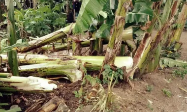 batang pisang untuk ternak