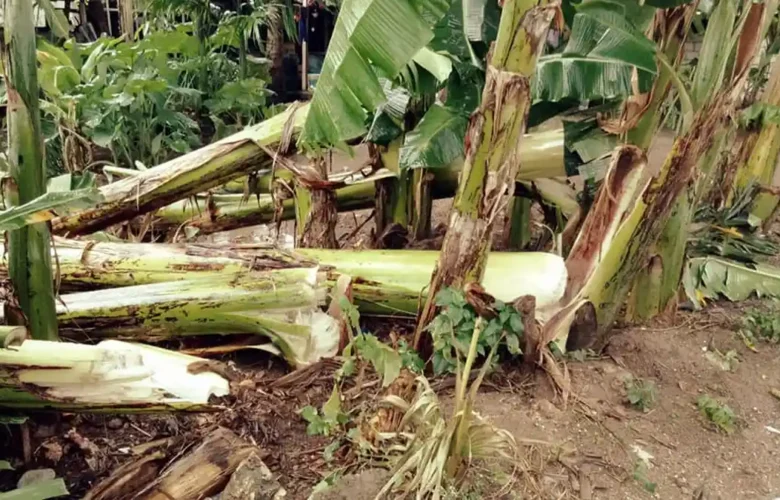 batang pisang untuk ternak
