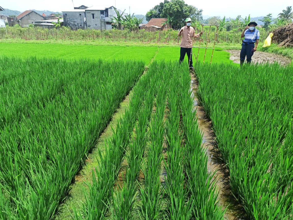 penerapan mekanisasi untuk meningkatkan produktivitas sawah