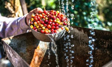 cara mencuci biji kopi arabika