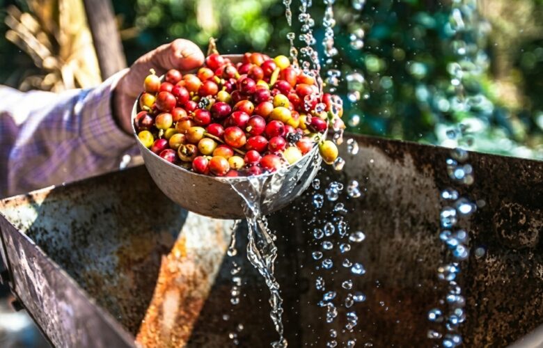 cara mencuci biji kopi arabika