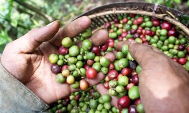 Kendala Petani dalam Menjaga Kualitas Kopi