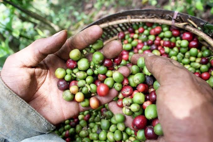 Kendala Petani dalam Menjaga Kualitas Kopi
