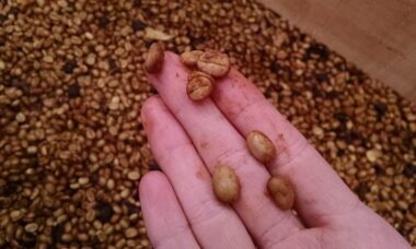 penyebab biji kopi berlendir